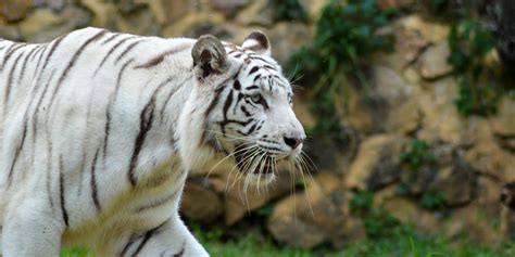 tiktok bakat pekpek|7 Arti Mimpi Melihat Harimau Putih, Bisa Jadi Simbol Kekuatan .